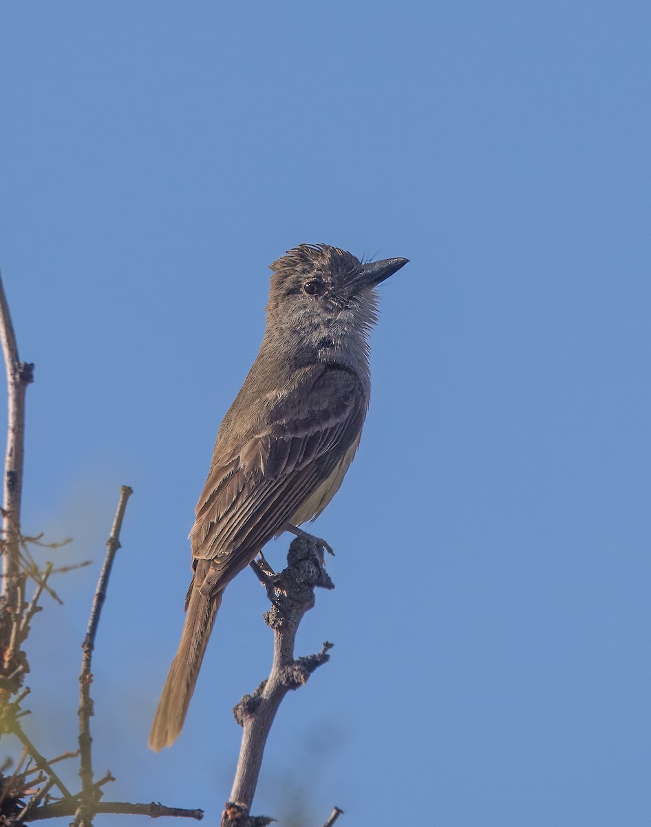 Brown-crested Flycatcher - ML639395385