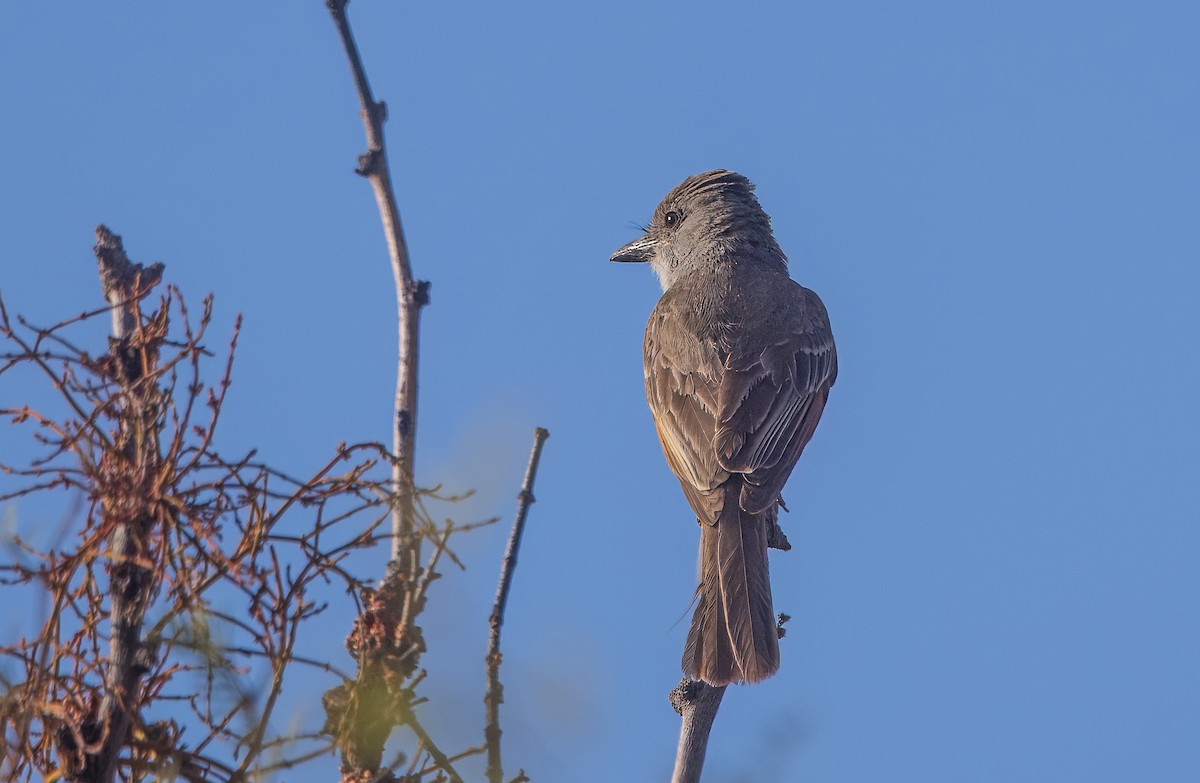Brown-crested Flycatcher - ML639395386