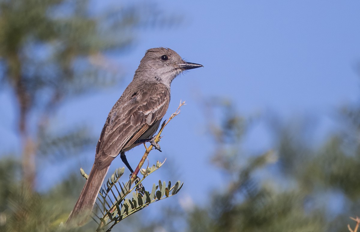 Brown-crested Flycatcher - ML639395387