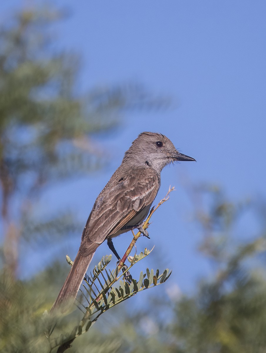 Brown-crested Flycatcher - ML639395389