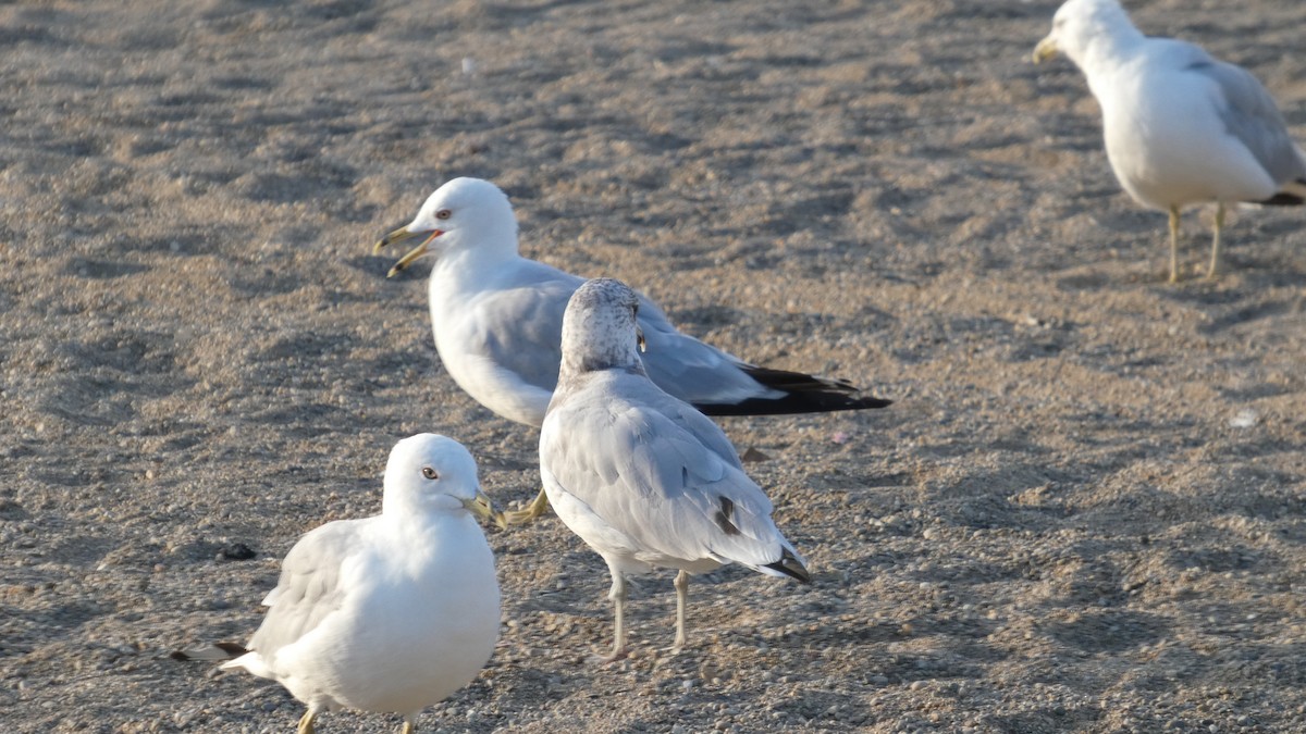 Ring-billed Gull - ML639395504
