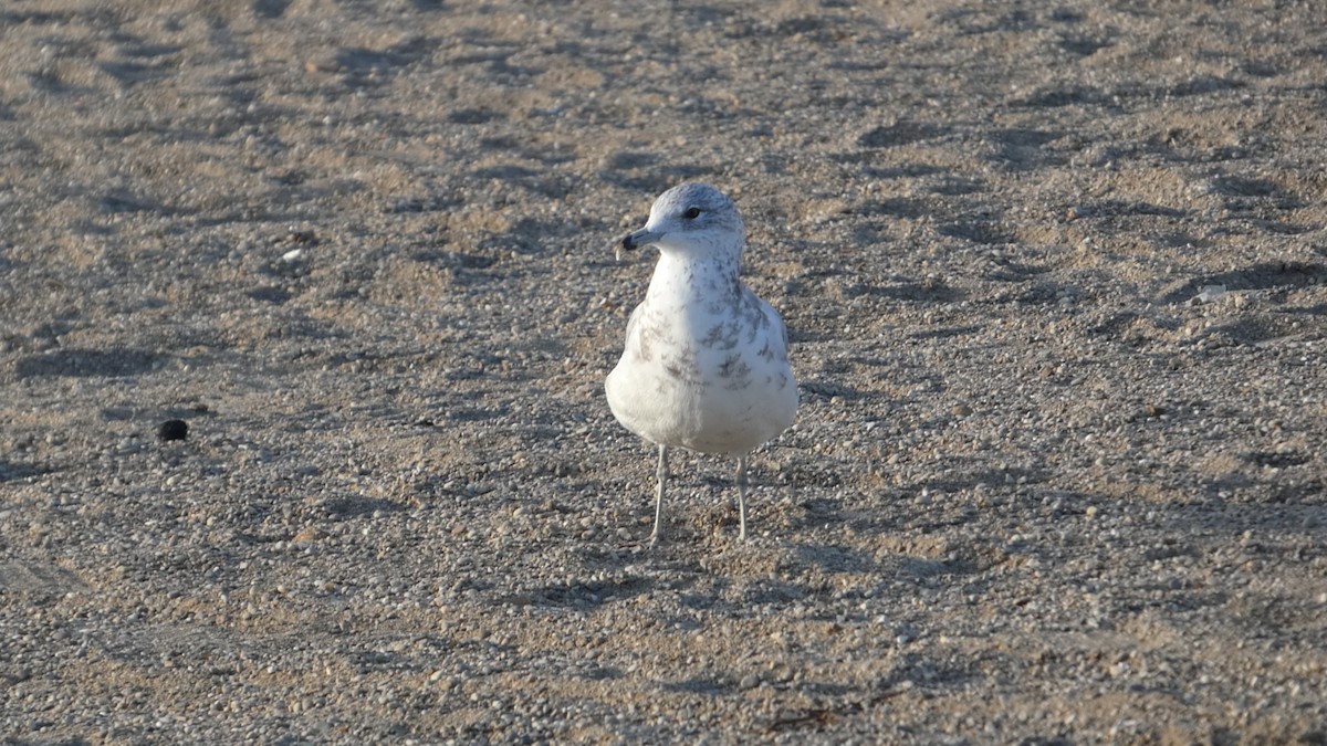 Ring-billed Gull - ML639395543