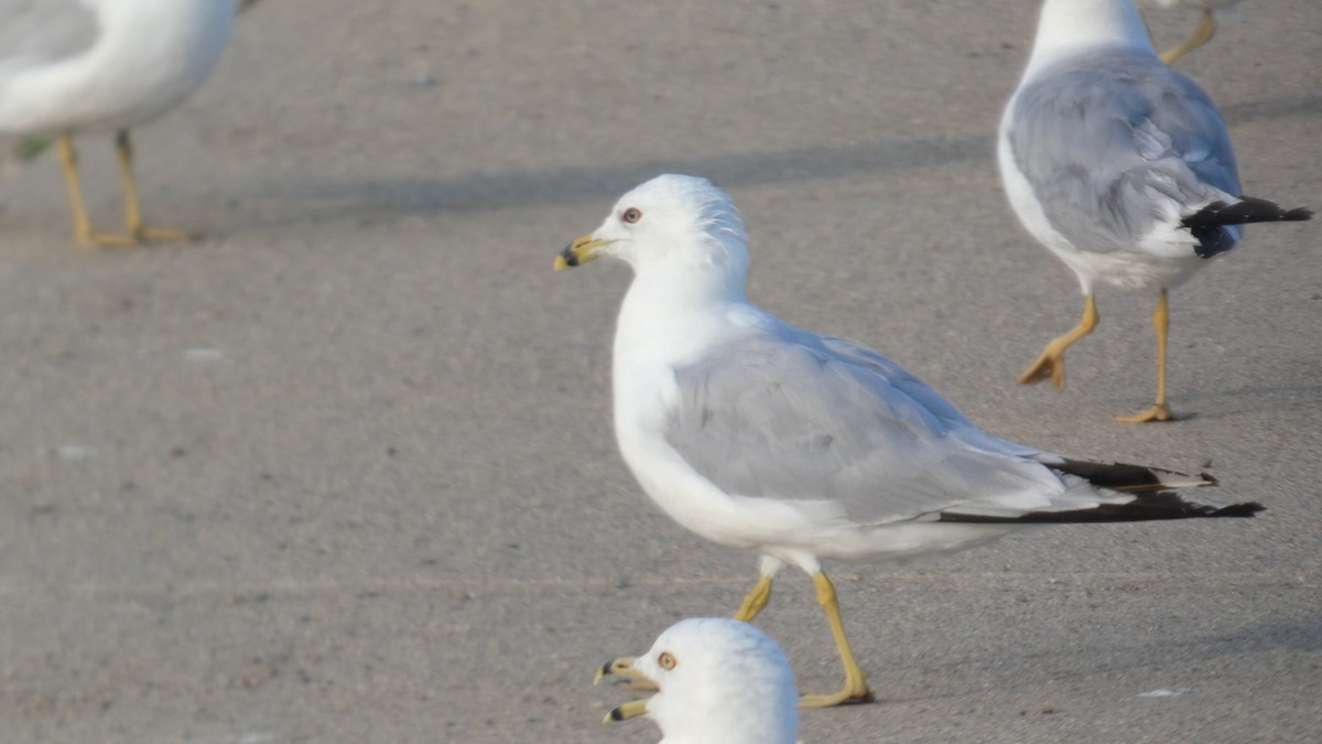 Ring-billed Gull - ML639395549