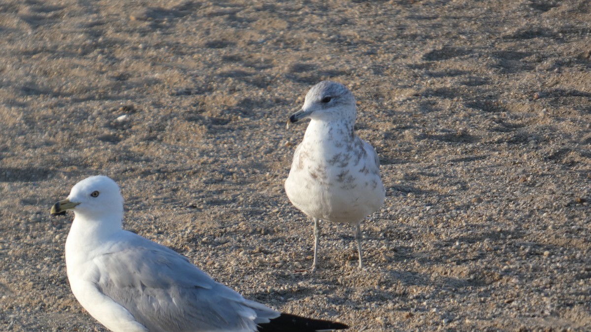 Ring-billed Gull - ML639395551
