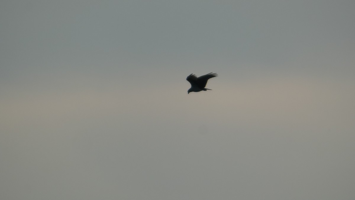 Osprey - ML639395562