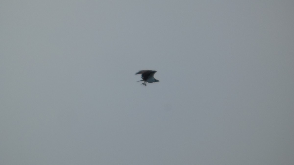 Osprey - ML639395563