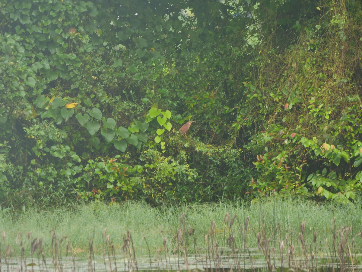 Cinnamon Bittern - ML639395607