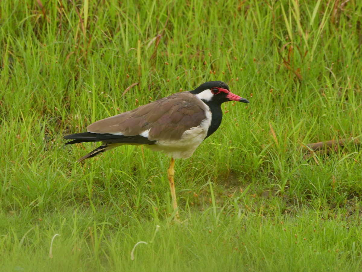 Hegabera musugorria - ML639395648