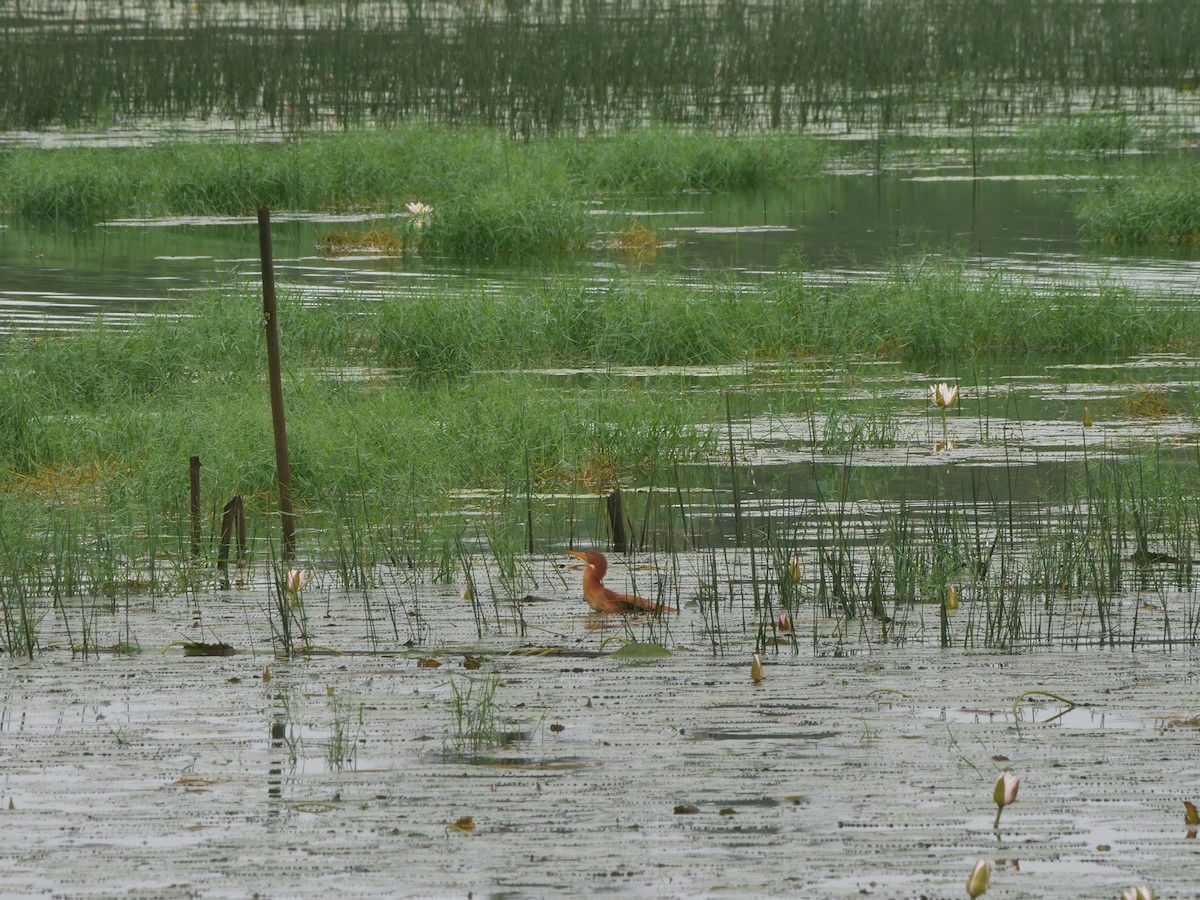 Cinnamon Bittern - ML639395659