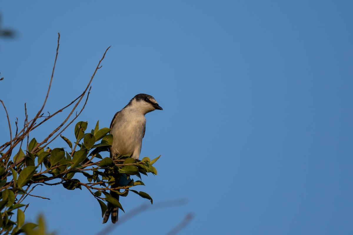 Ashy Minivet - ML639395847