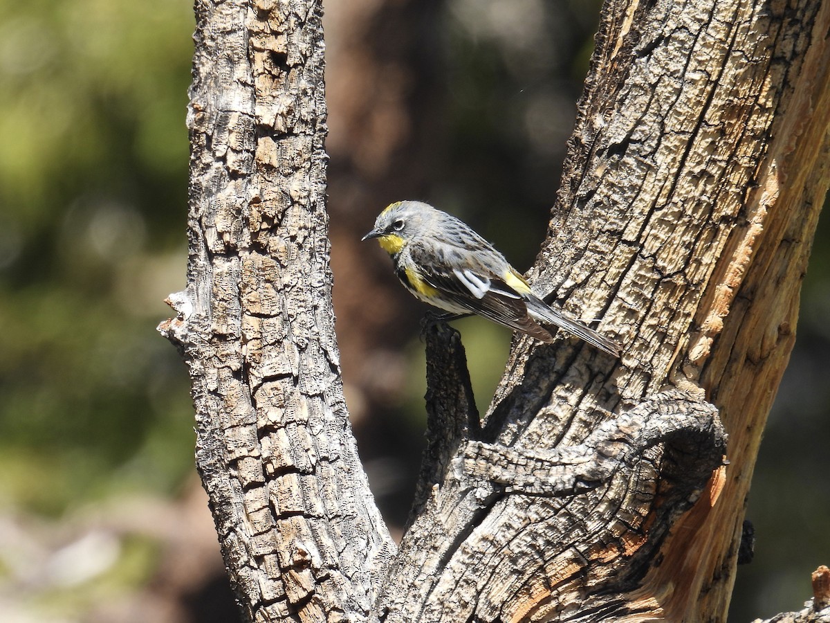 Yellow-rumped Warbler (Audubon's) - ML639395909