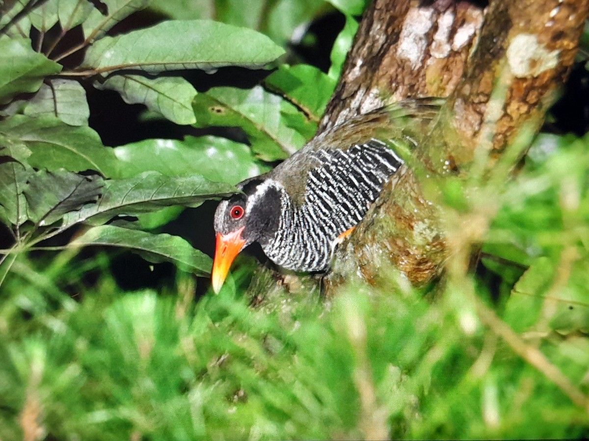 Okinawa Rail - ML639395939