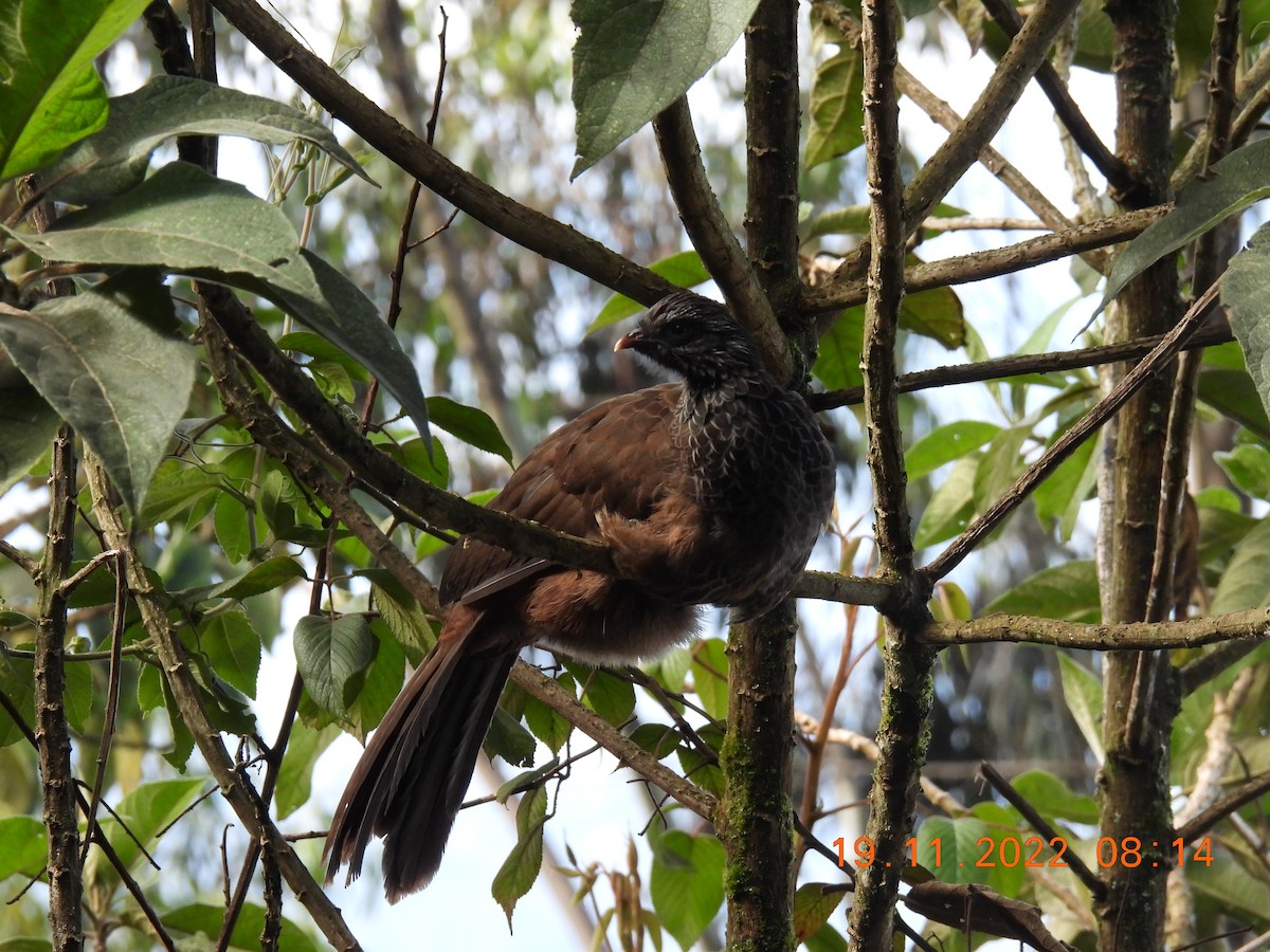 Andean Guan - ML639396028