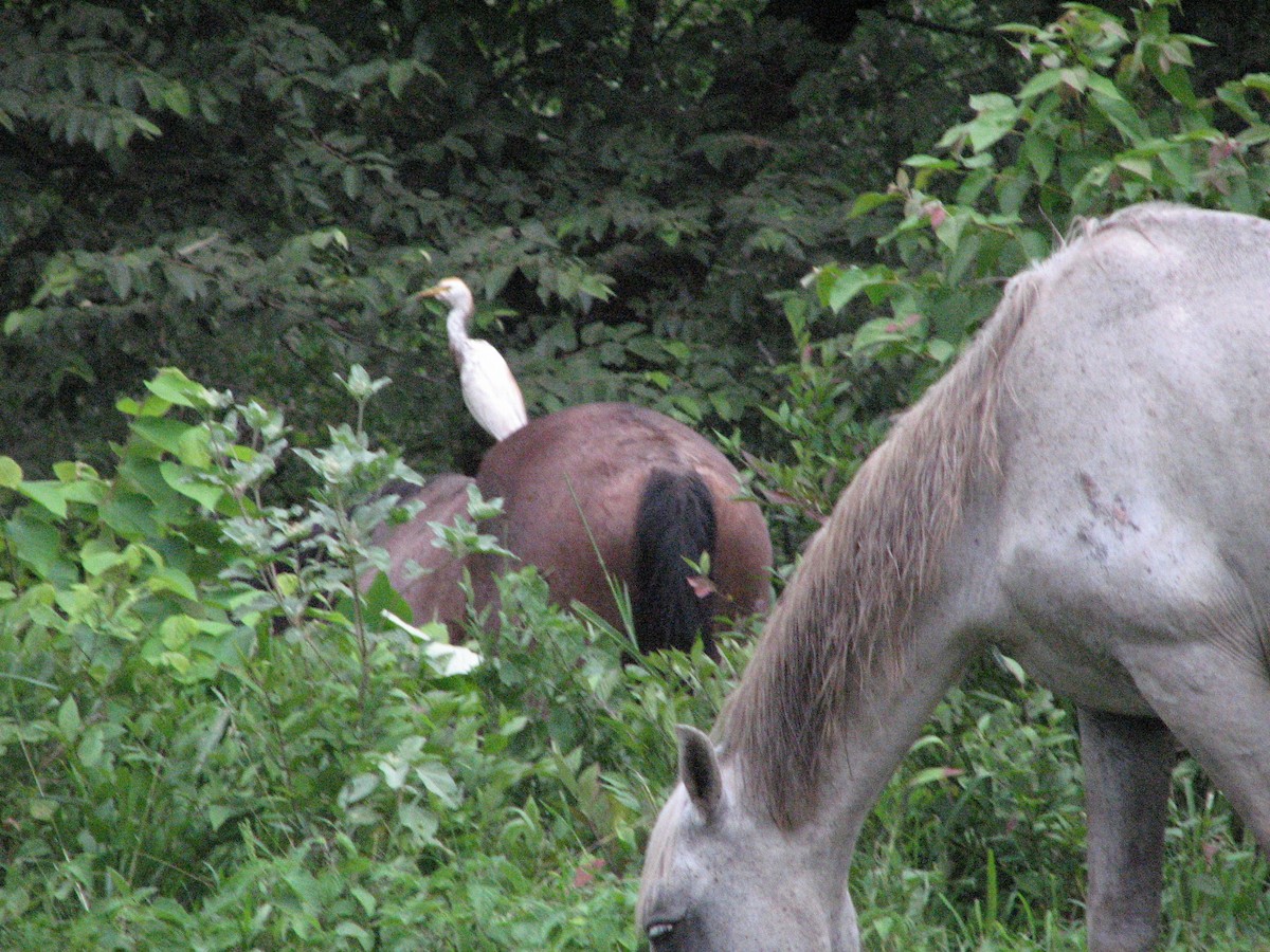 Western Cattle-Egret - ML639396045