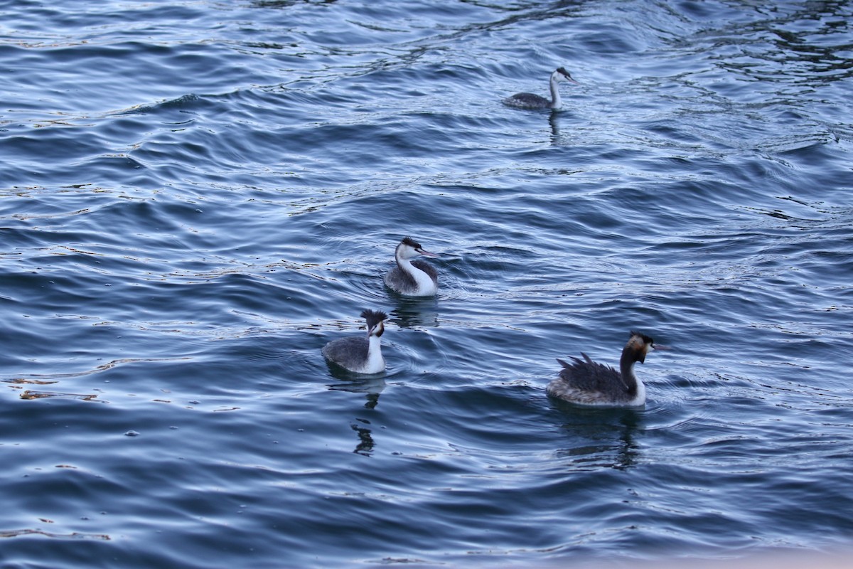 Great Crested Grebe - ML639396070