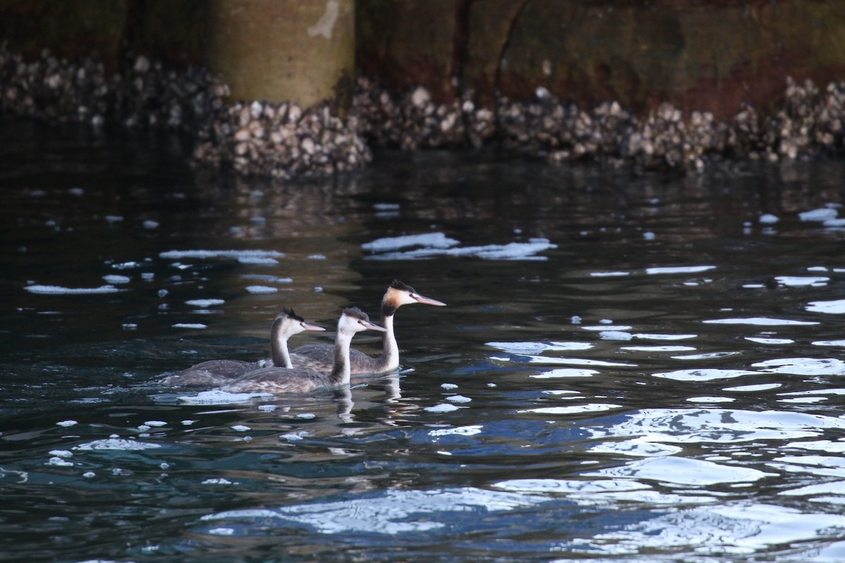 Great Crested Grebe - ML639396071