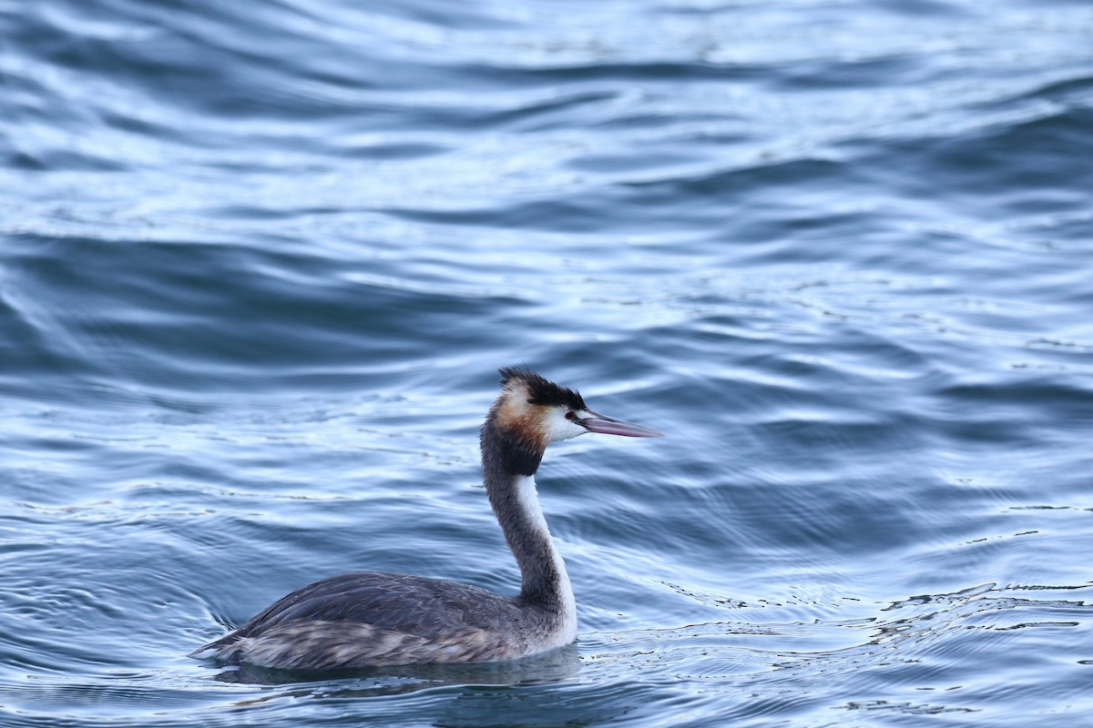 Great Crested Grebe - ML639396072