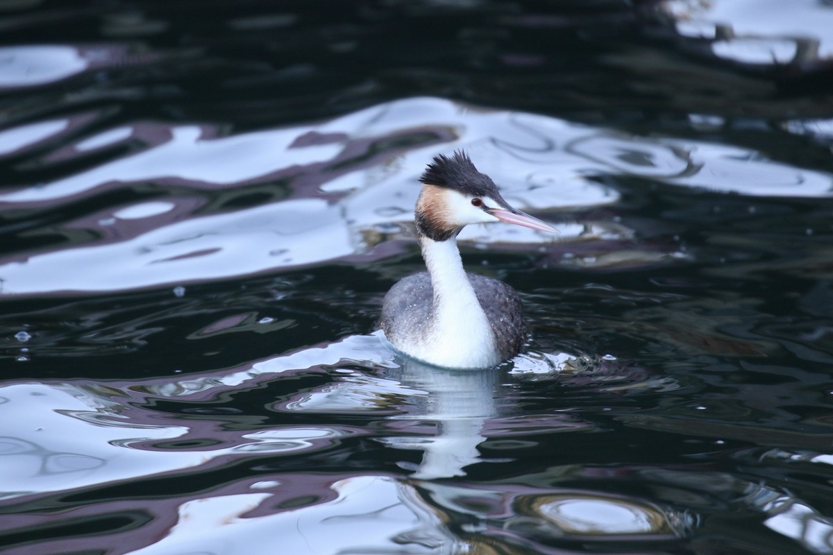 Great Crested Grebe - ML639396073