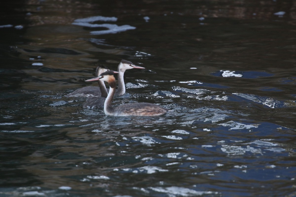 Great Crested Grebe - ML639396074