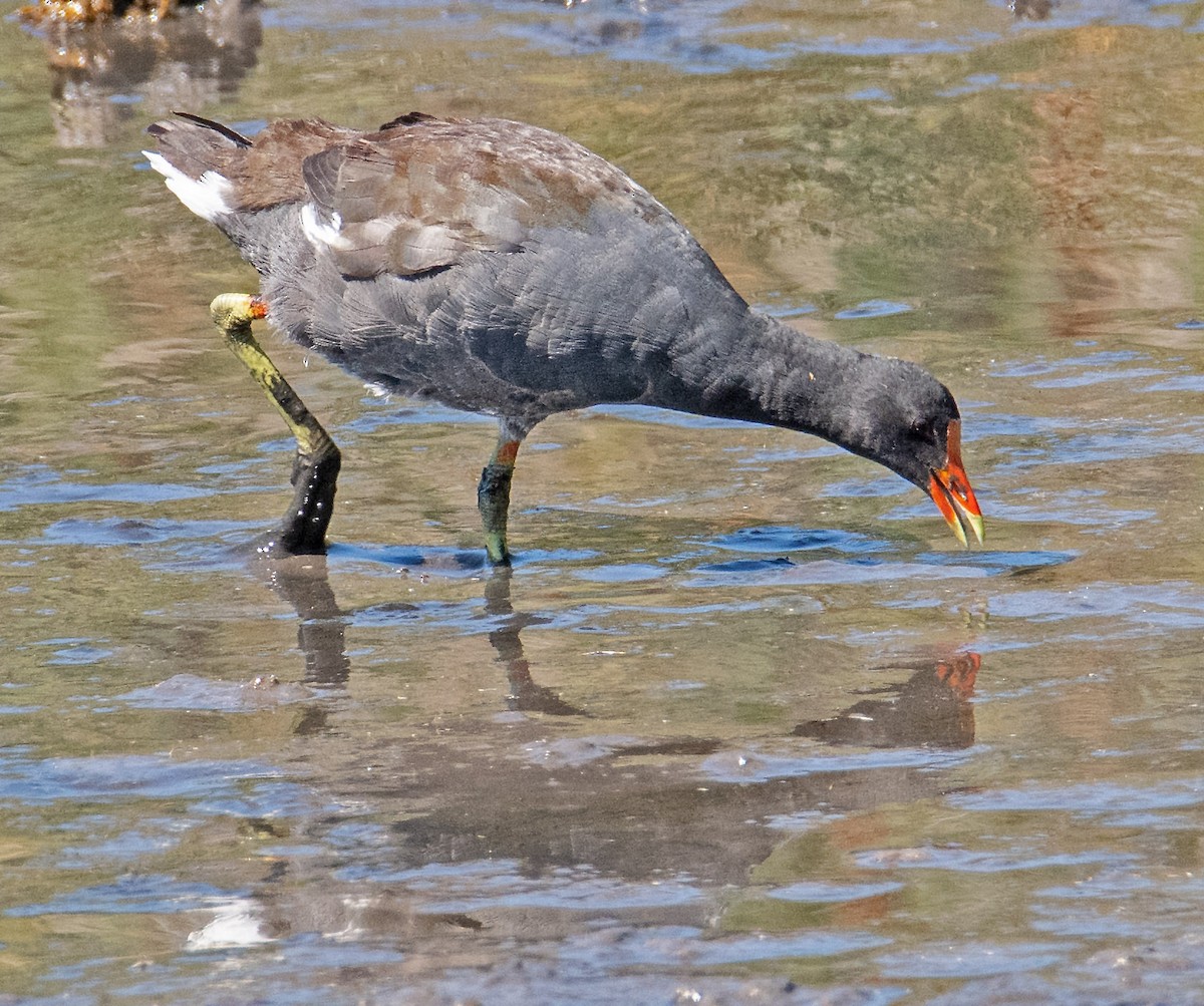 Common Gallinule - Margaret & Fred Parkes