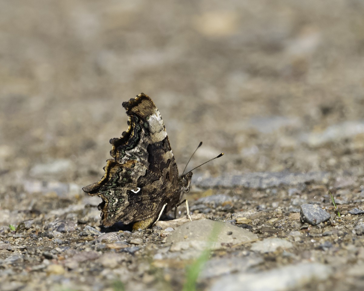 Green Comma - ML639396100