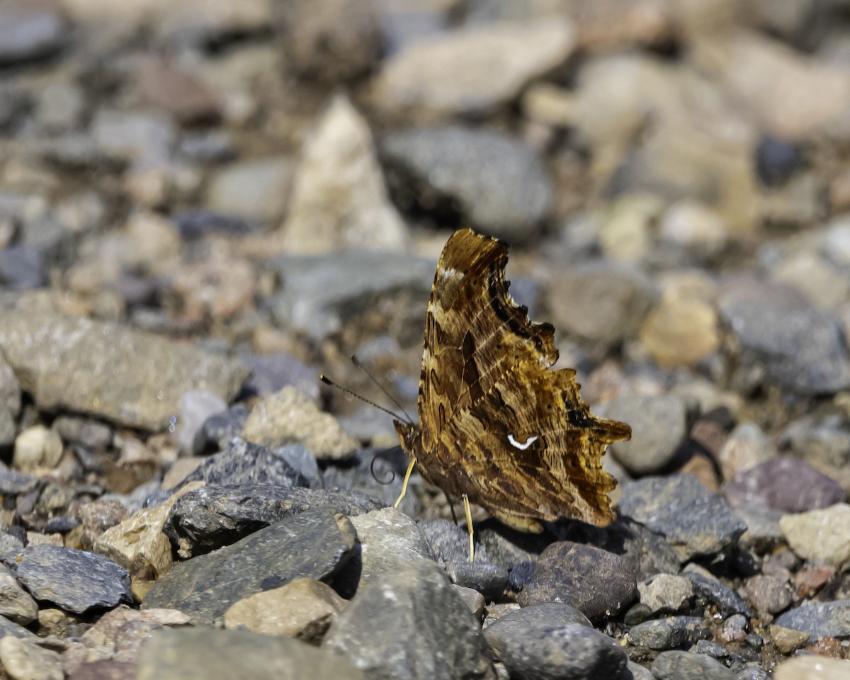 Satyr Comma - ML639396101