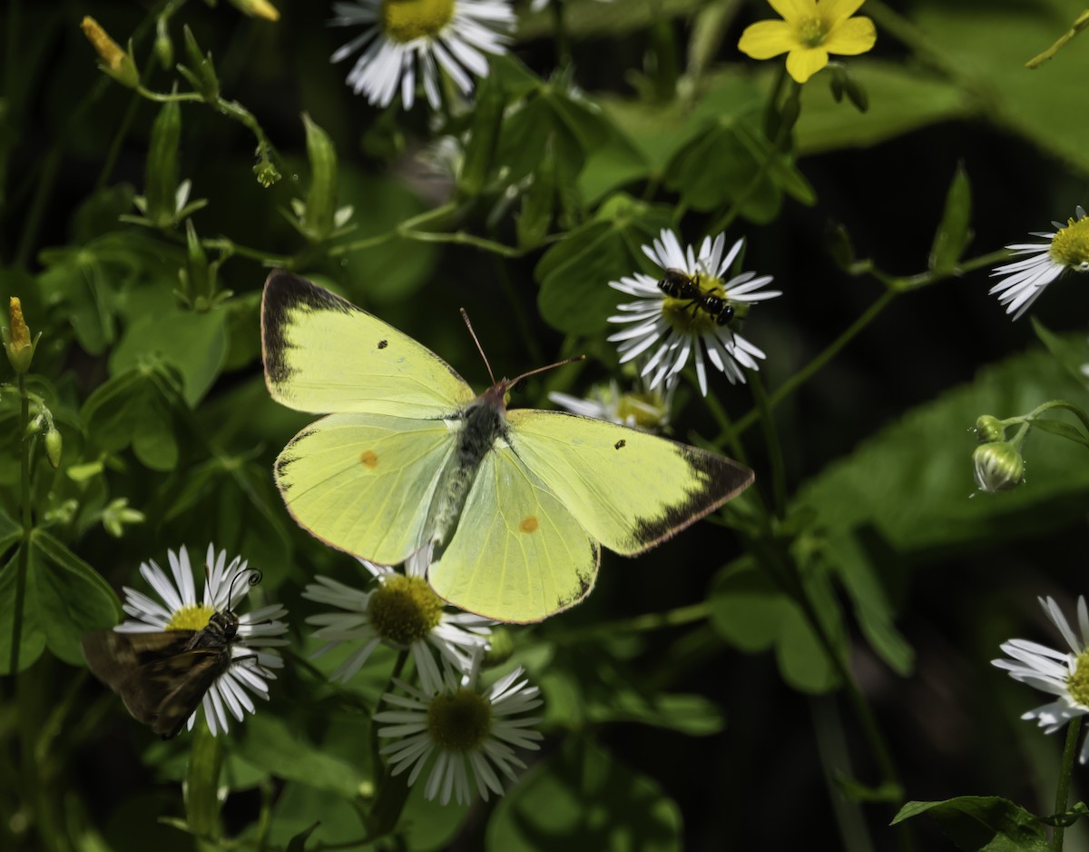 Pink-edged Sulphur - ML639396102