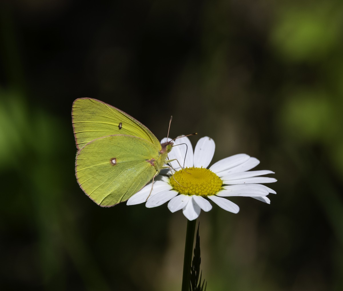 Pink-edged Sulphur - ML639396103
