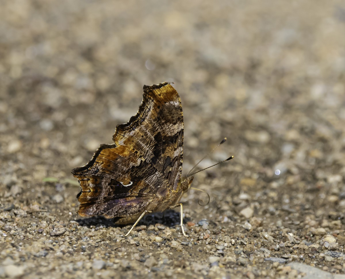 Eastern Comma - ML639396104
