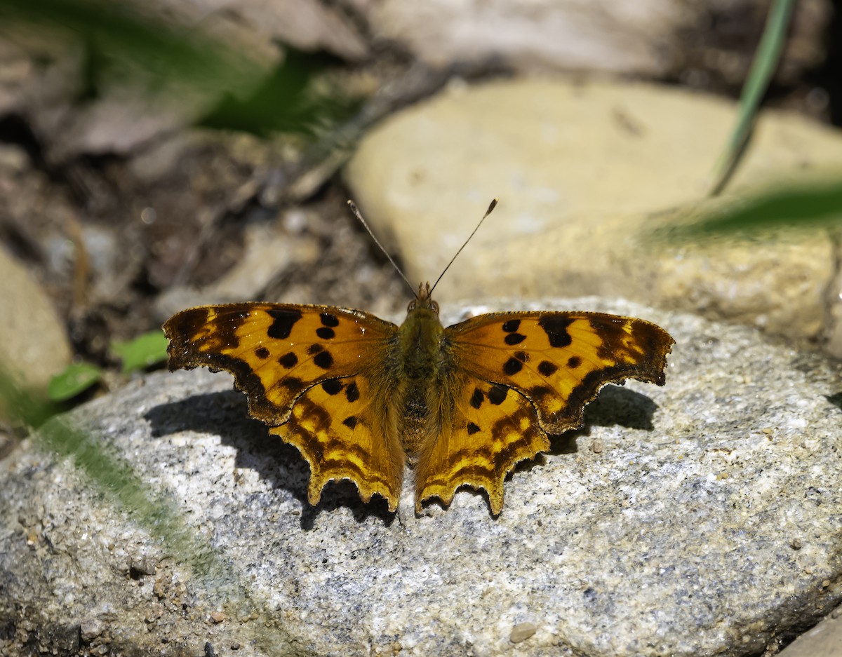 Satyr Comma - ML639396105