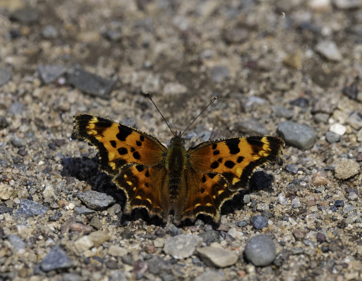 Green Comma - ML639396106