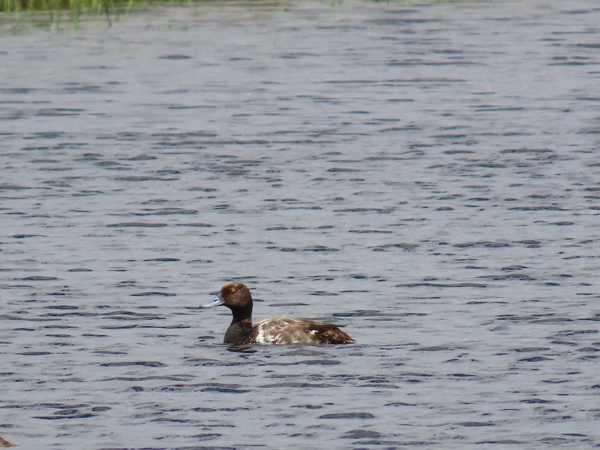 Greater/Lesser Scaup - ML639396110