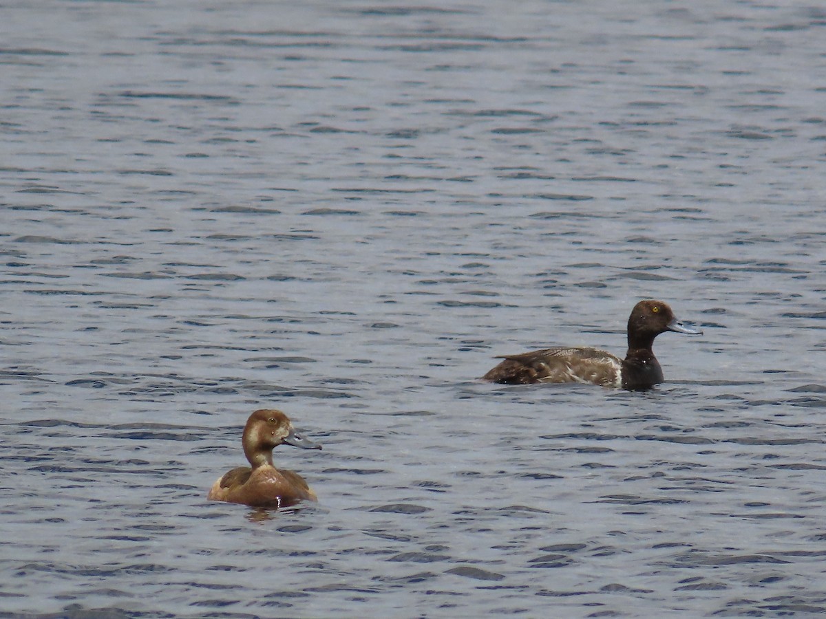 Greater/Lesser Scaup - ML639396111
