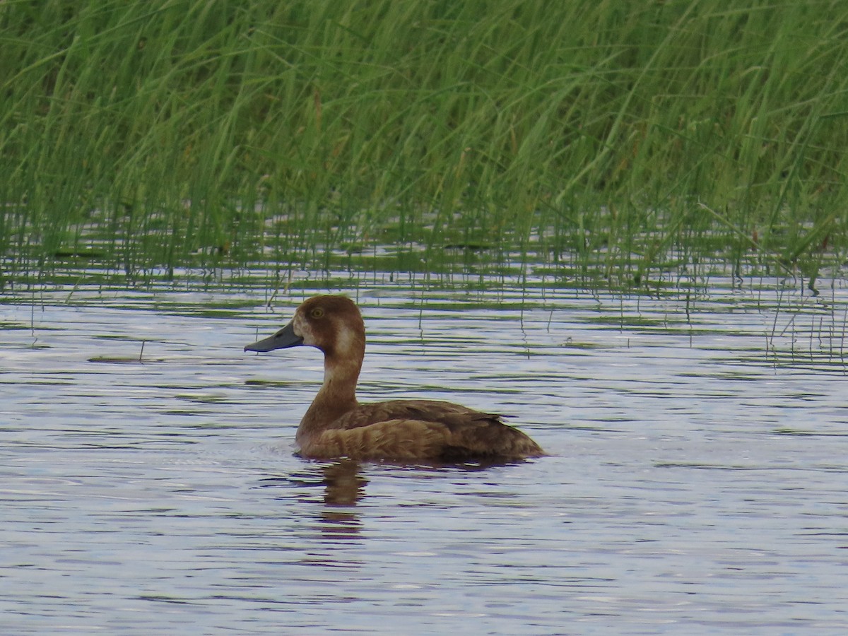 Greater/Lesser Scaup - ML639396112