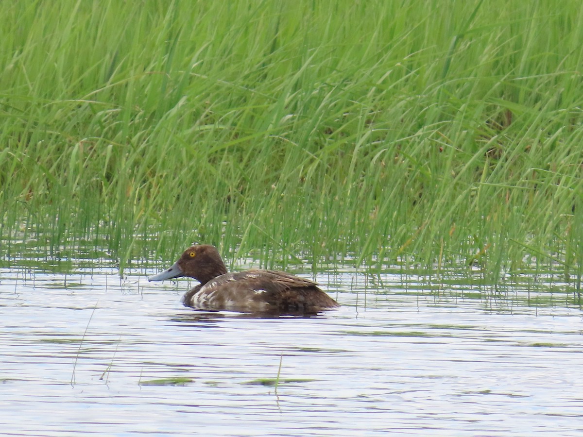 Greater/Lesser Scaup - ML639396113