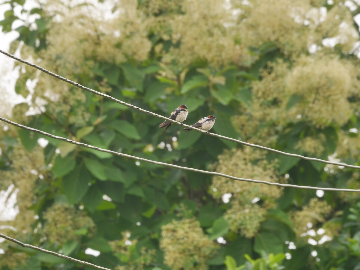 Golondrina Dáurica Oriental - ML639396137