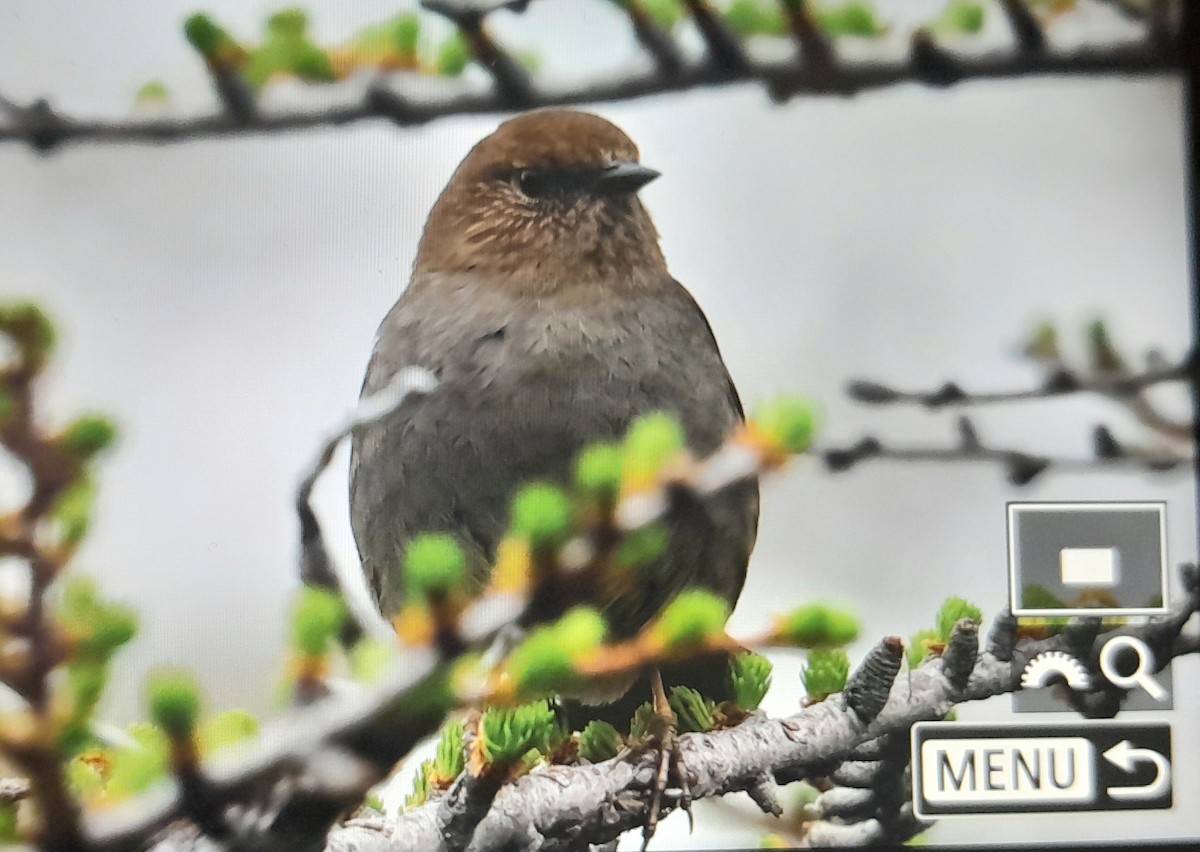 Japanese Accentor - ML639396147