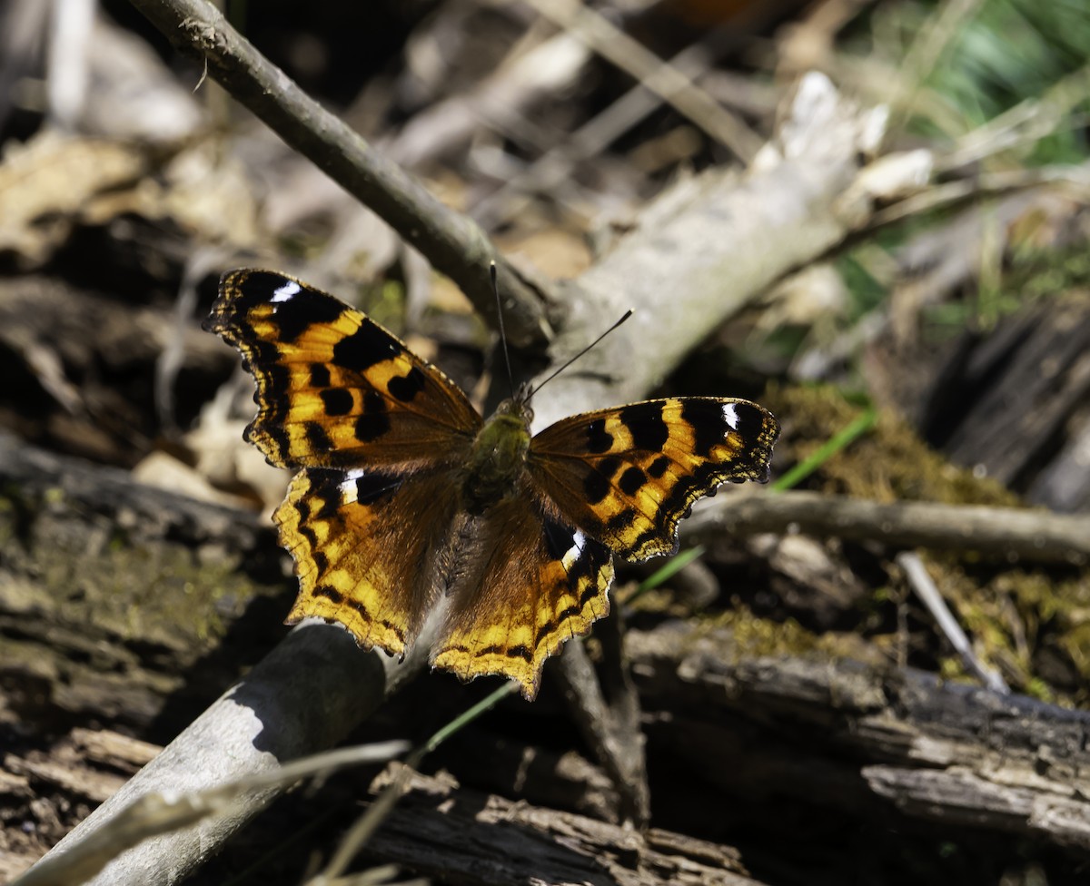 Compton Tortoiseshell - ML639396152