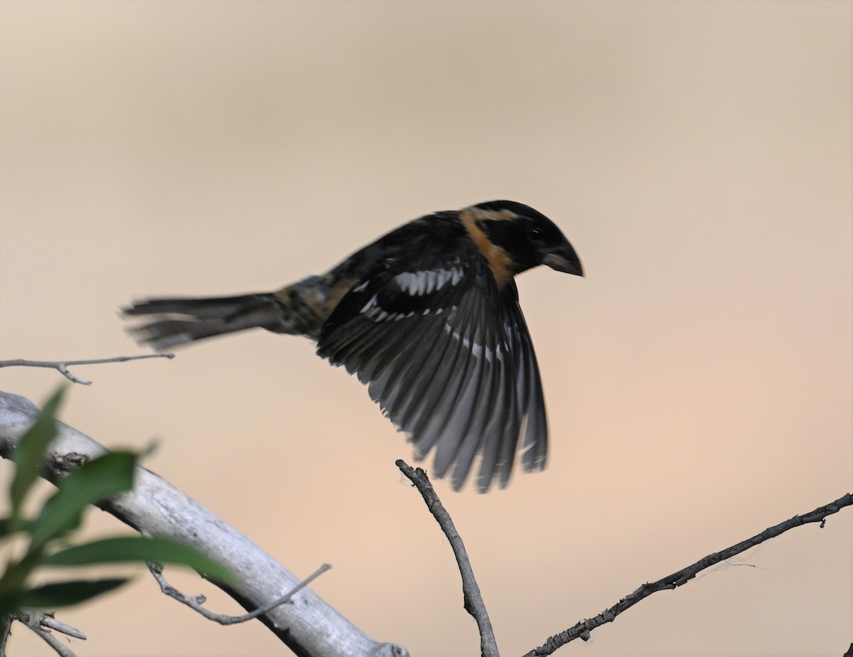 Cardinal à tête noire - ML639396153