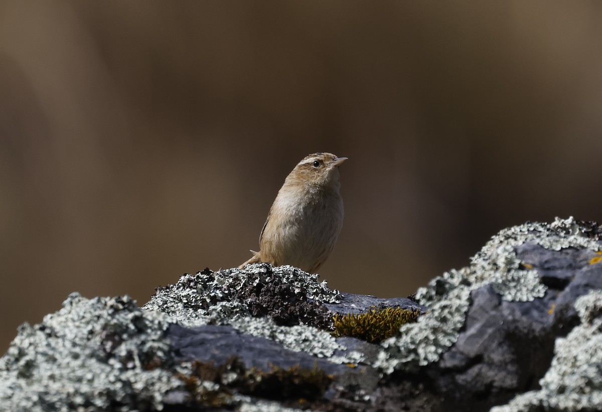 Grass Wren - ML639396282