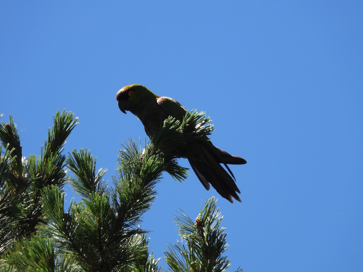 Maroon-fronted Parrot - ML639396300