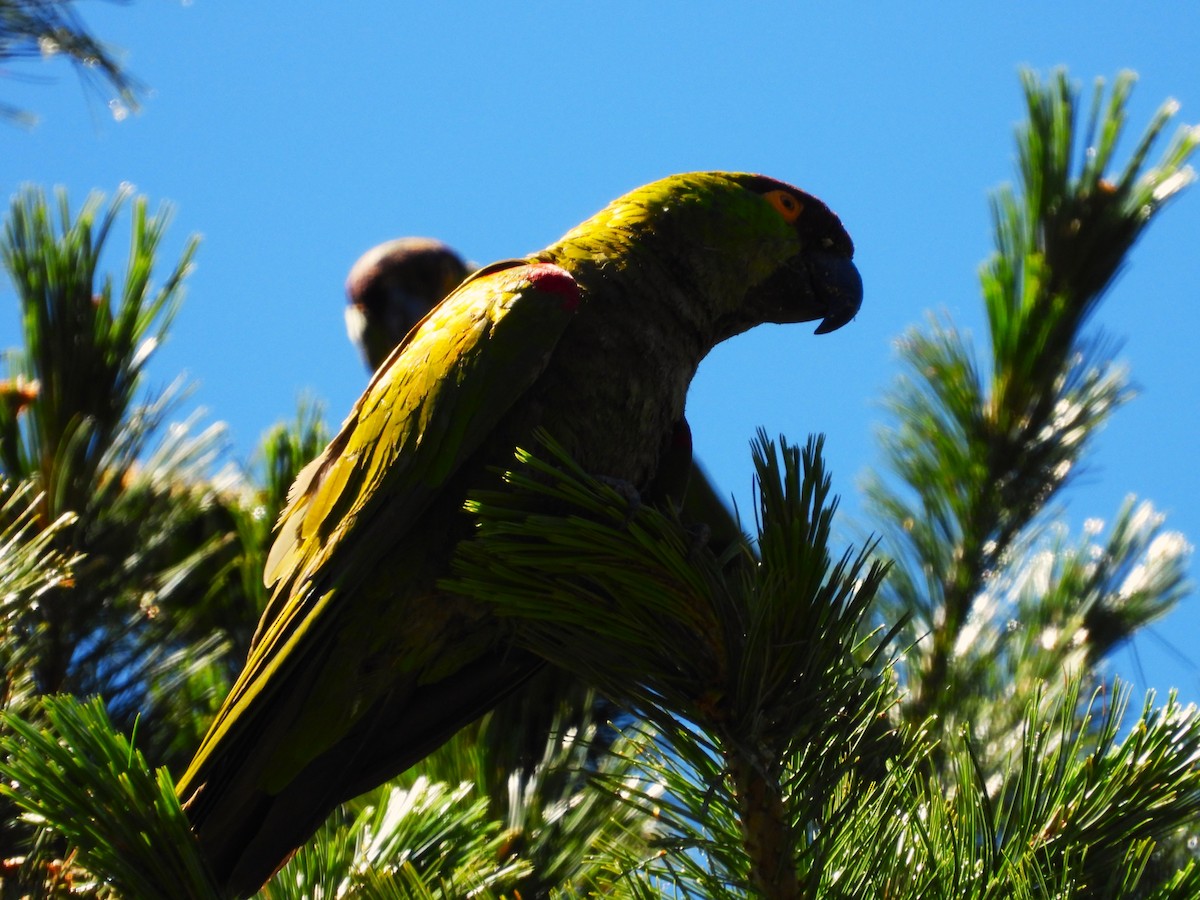 Maroon-fronted Parrot - ML639396301