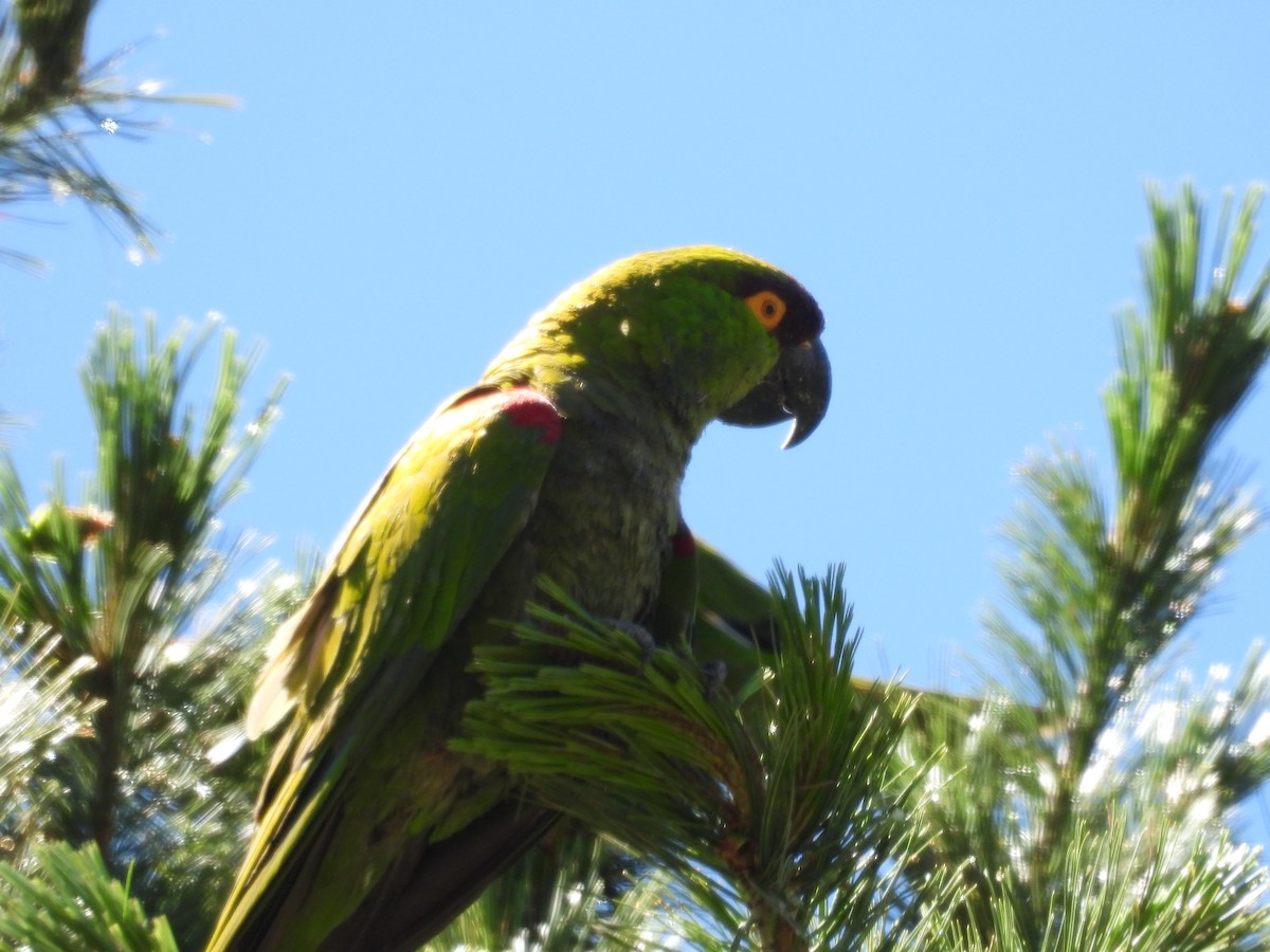 Maroon-fronted Parrot - ML639396304