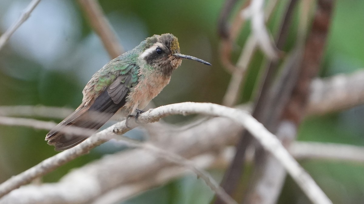 Xantus's Hummingbird - ML639396328