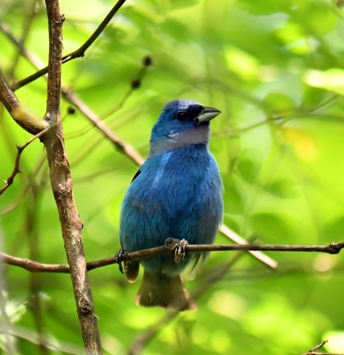 Indigo Bunting - ML639396376