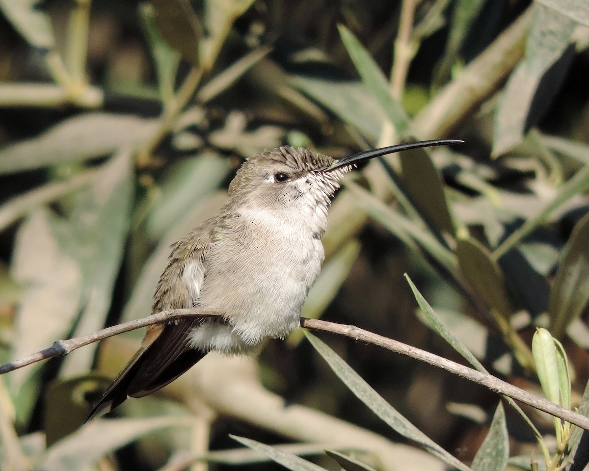 Oasis Hummingbird - Christian  Araos