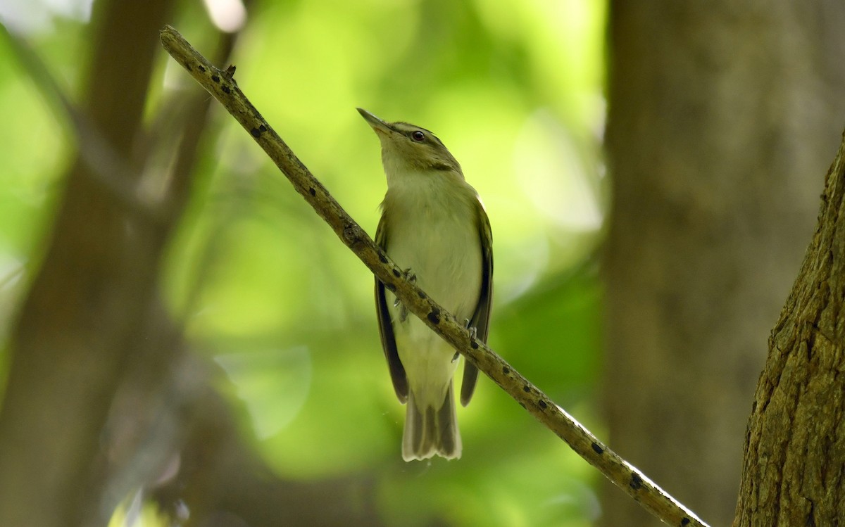 Red-eyed Vireo - ML639396437