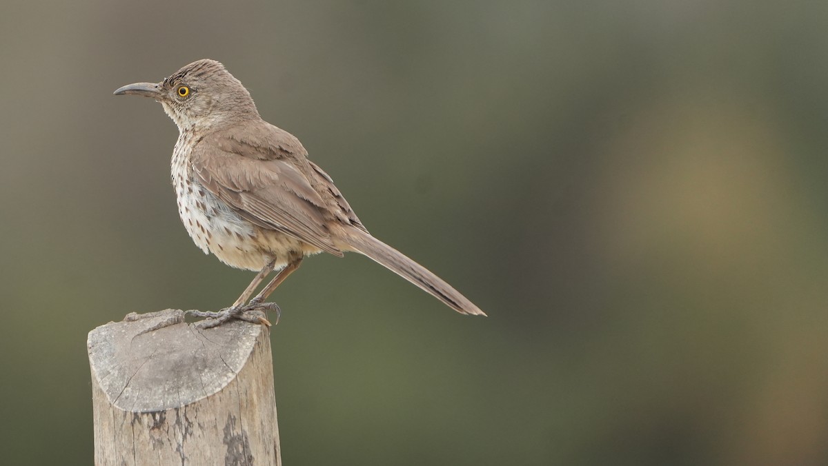 Gray Thrasher - ML639396438