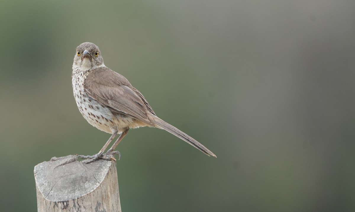 Gray Thrasher - ML639396439