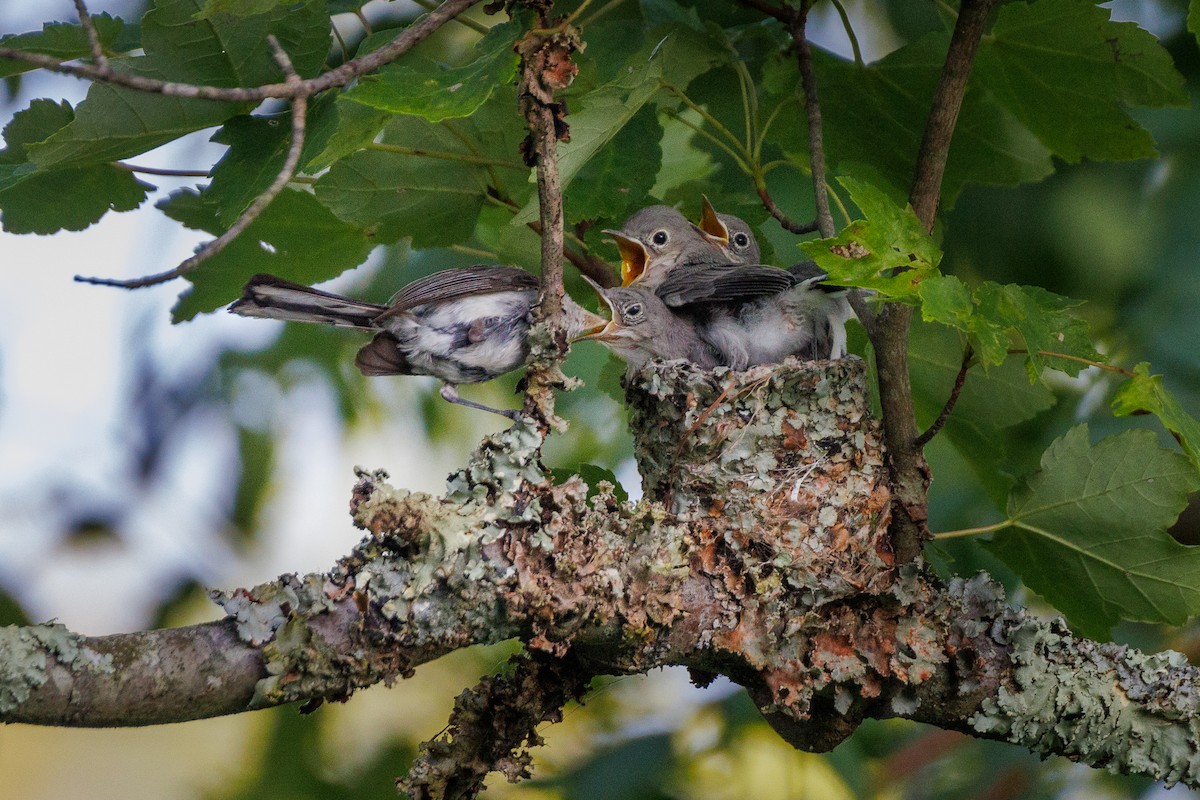 Blue-gray Gnatcatcher - ML639396454